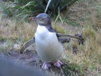 Albums/20060200-New Zealand 2006/20060314-Dunedin/67